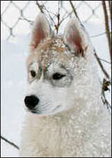 Winter Melody Heartbreaker