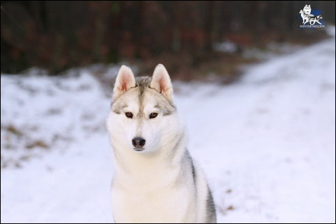 Winter Melody