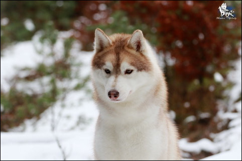 Winter Melody