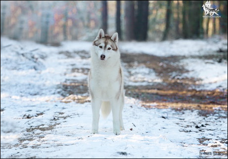 Winter Melody