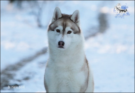 Winter Melody