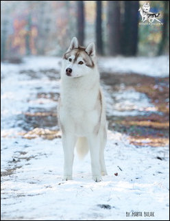 Winter Melody