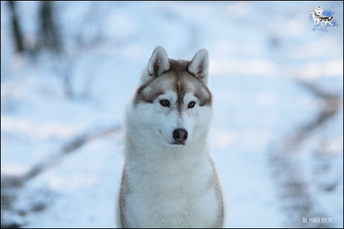 Winter Melody