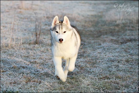 winter melody