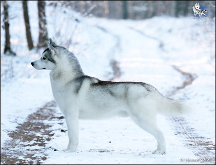 Winter Melody