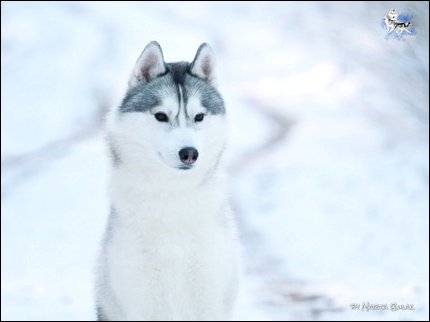 Winter Melody