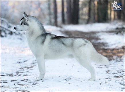 Winter Melody