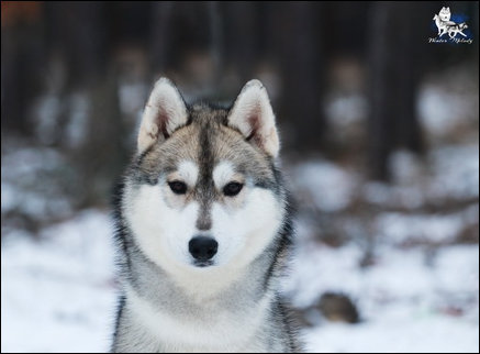 Winter Melody