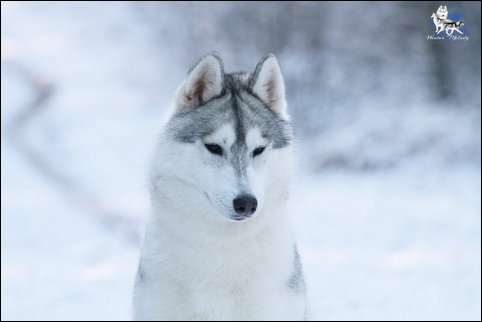 Winter Melody