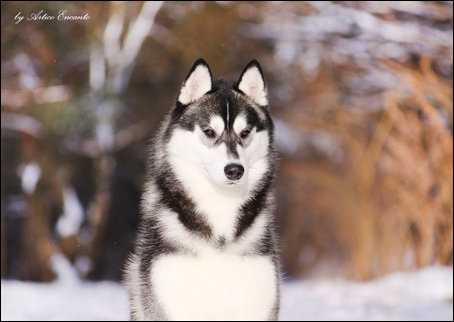 Winter Melody