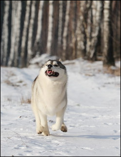 Winter Melody