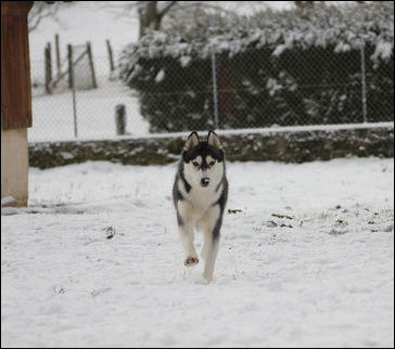 winter melody