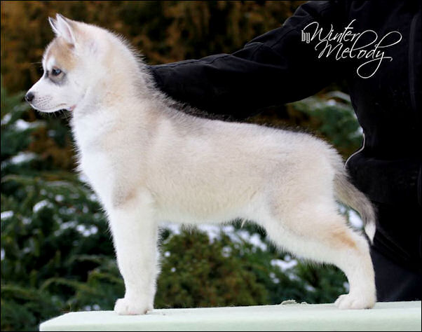 Winter Melody 