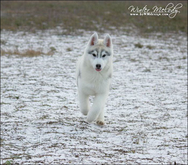 Winter Melody 